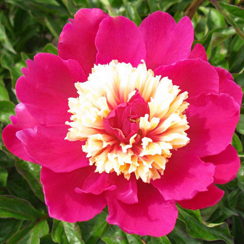 Top Hat Peony