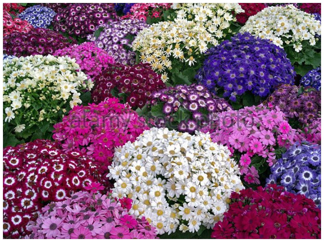 Cineraria Mixed Color Flower Seeds