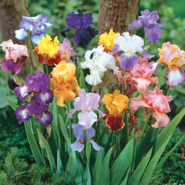 Breck's Bearded Iris Grab Bag Seeds