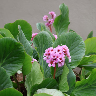 Bergenia- Heartleaf Bergenia