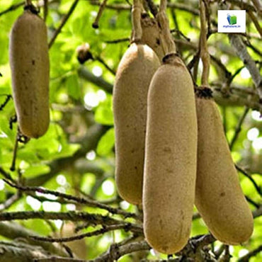 Kigelia Africana Sausage Tree Seeds