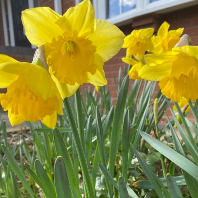 Trumpet Daffodil Improved King Alfred Seeds