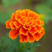 Marigold Perfection Orange Flower Seeds