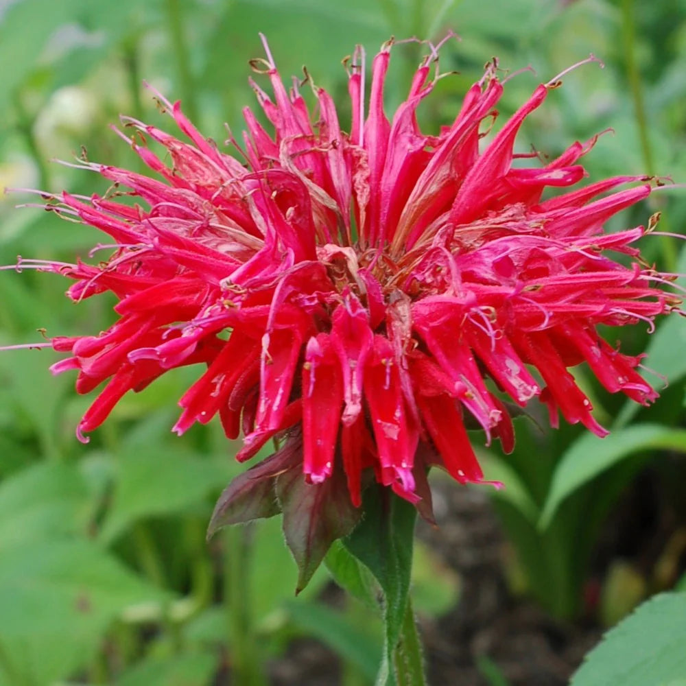 Garden View Scarlet Bee Balm