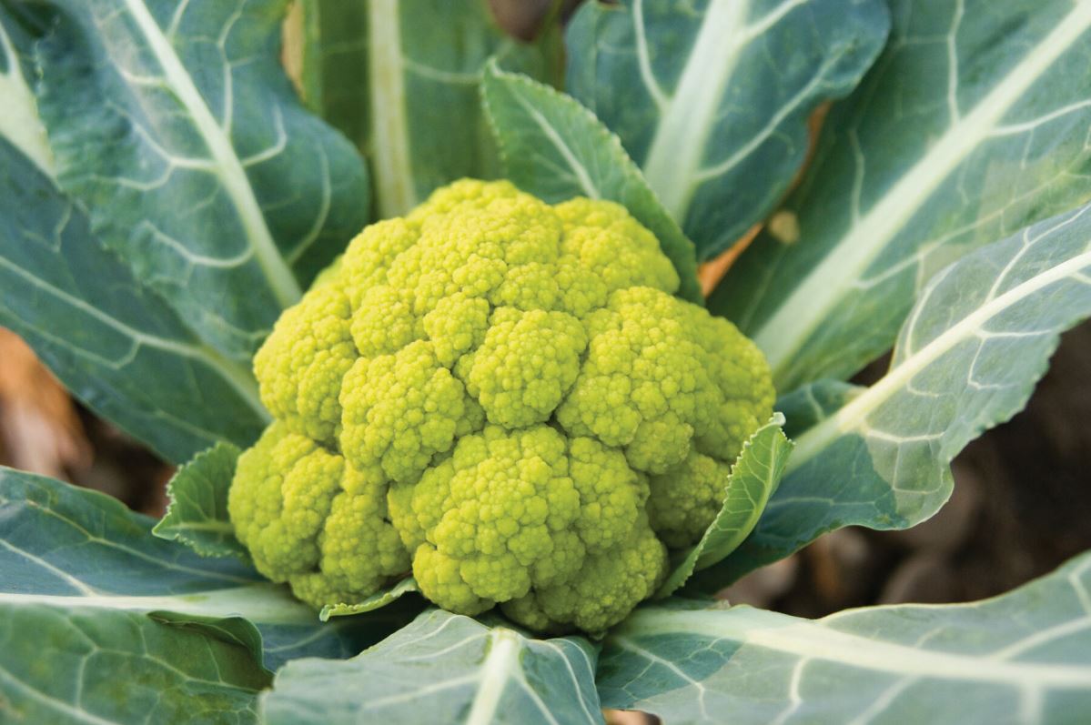 Vitaverde – Cauliflower Seed