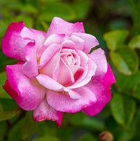 Angelic Veil Hybrid Tea Rose