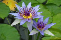 Nymphaea Caerulea China Water Lily Pad Flower Pond Seeds