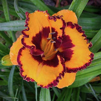 Disco Music Reblooming Daylily