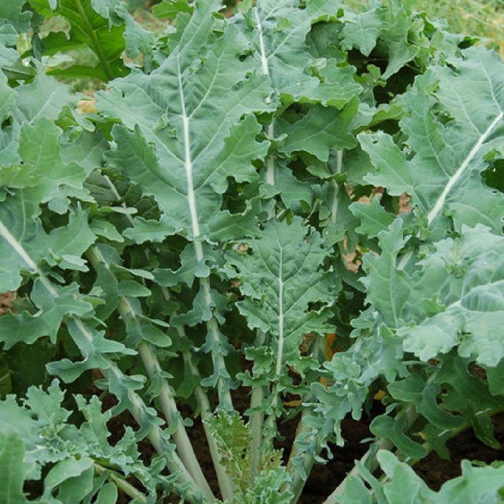 White Russian – Organic Kale Seed