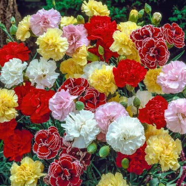 Carnation Giant Chabaud Mixed Color Seeds