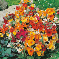 Nemesia Carnival Mixed Color Seeds