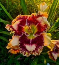 Double Helix Daylily