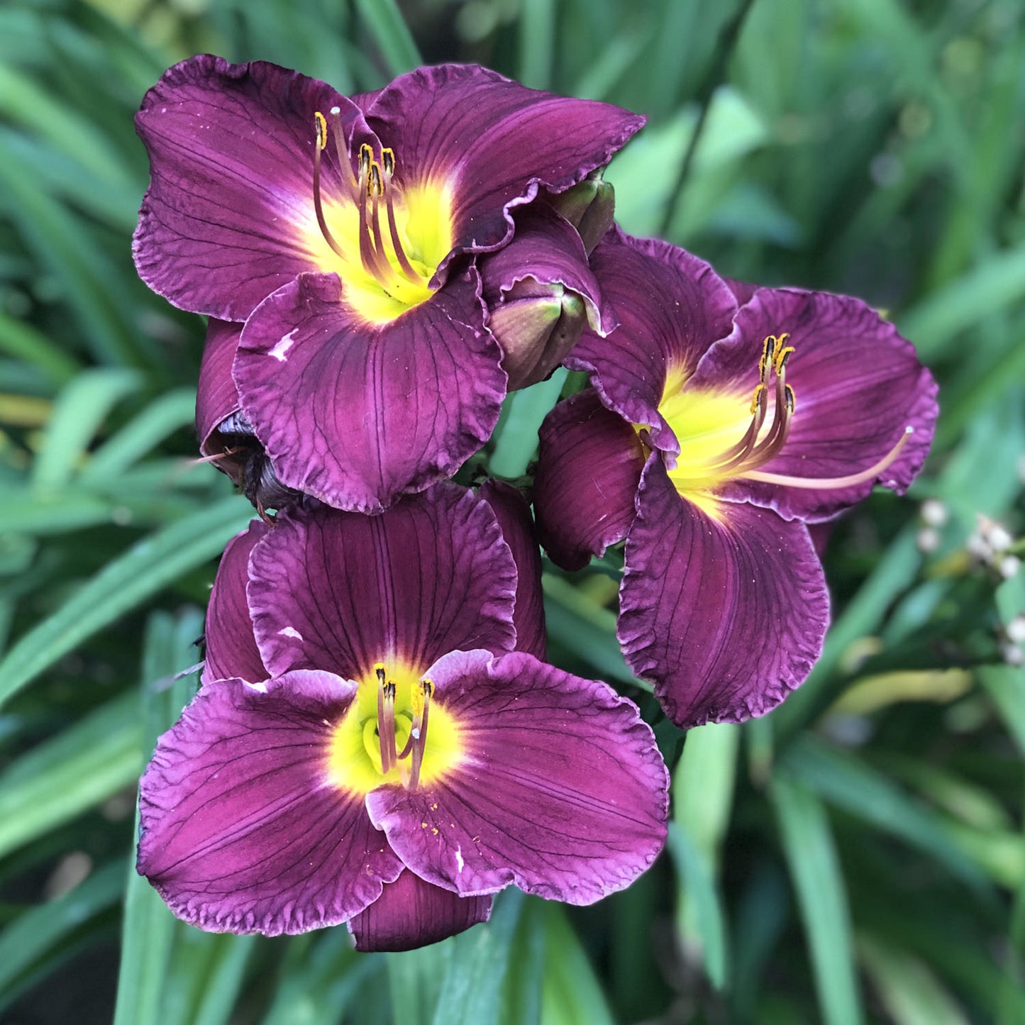 Nosferatu Daylily