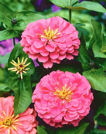 Zinnia Elegans Pink Flower Seeds