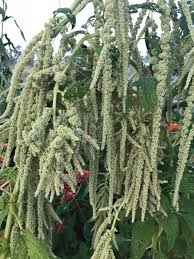 Emerald Tassels – Amaranthus Seed