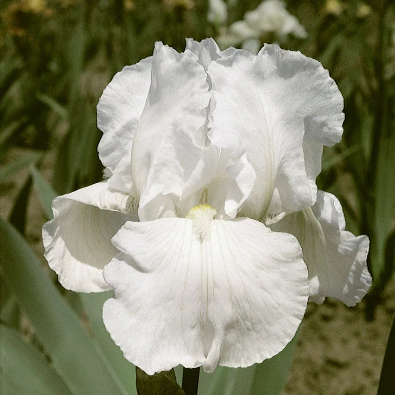 Immortality Reblooming Bearded Iris