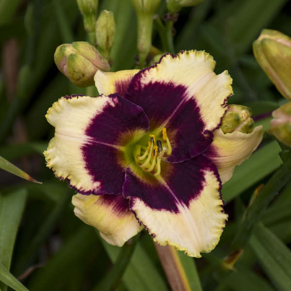 Blackthorne Reblooming Daylily