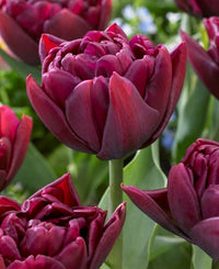 Alison Bradley Tulip Seeds