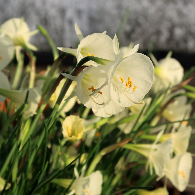 Arctic Bells Daffodil Seeds