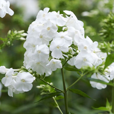 White Titan Phlox Tree