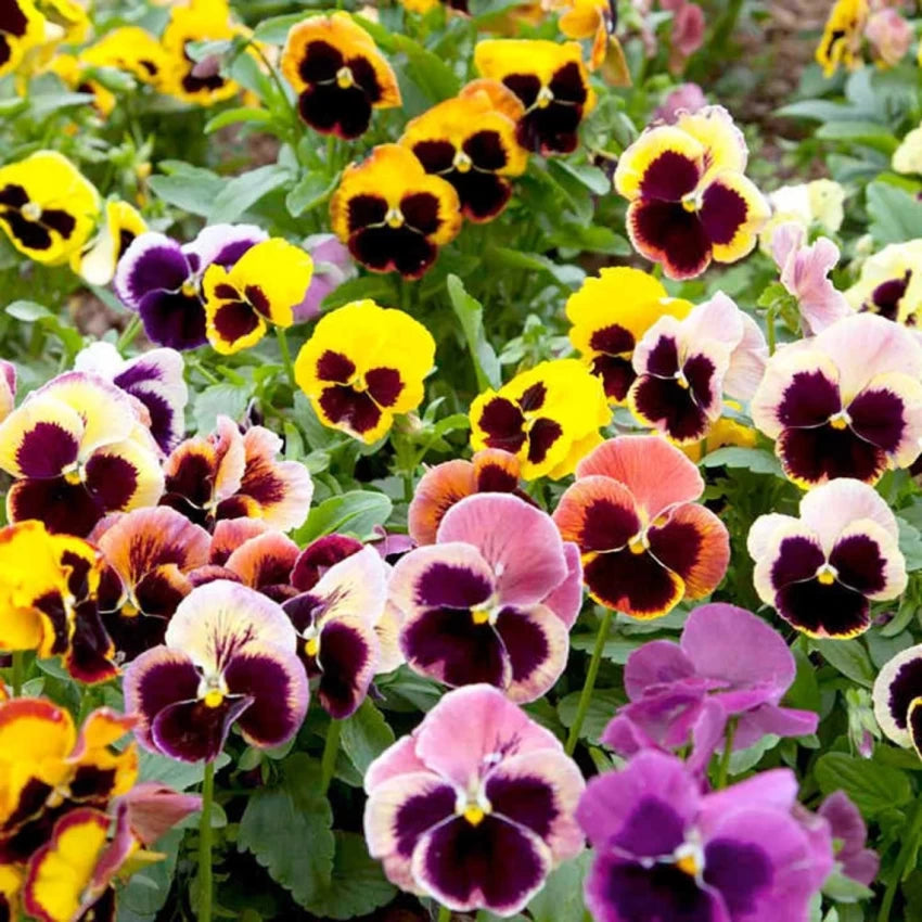 Pansy Swiss Giant Seeds