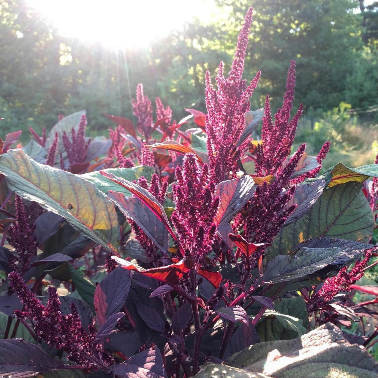 Red Spike – Amaranthus Seed