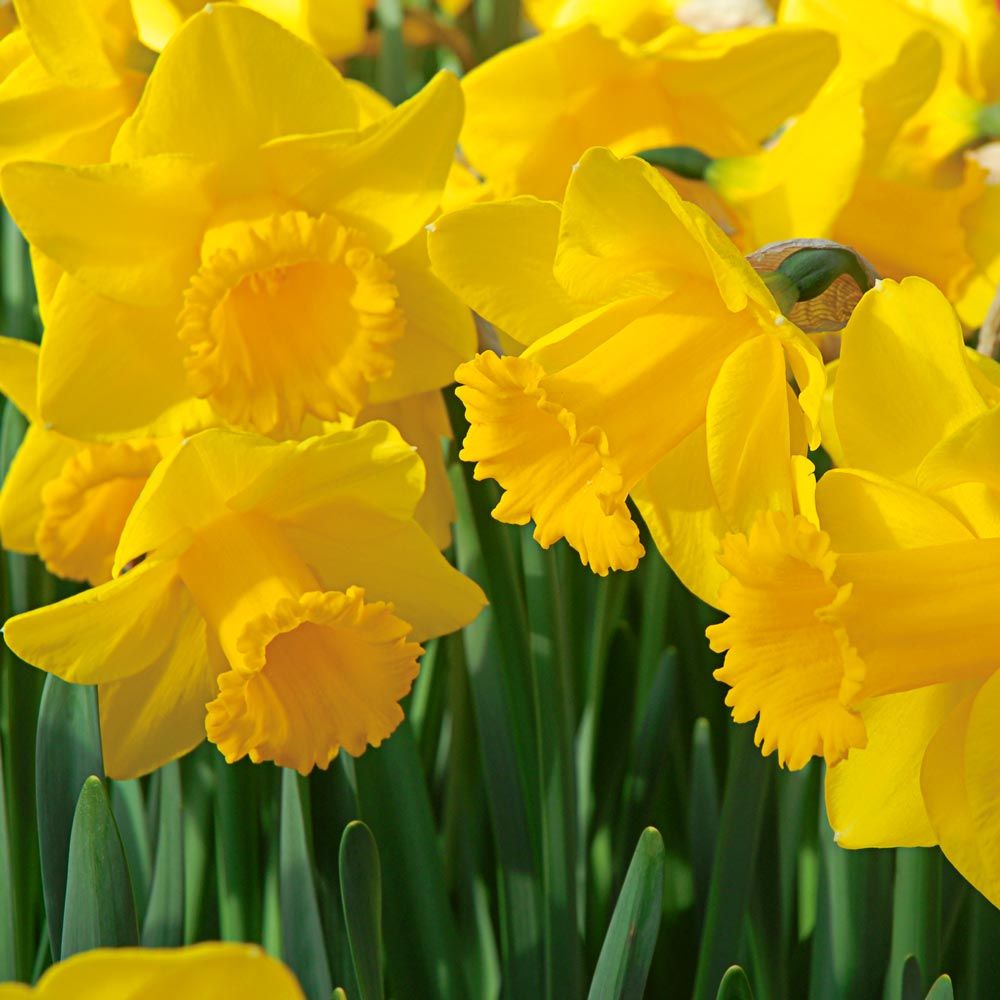 Yellow Trumpet Daffodil Super Sak Seeds