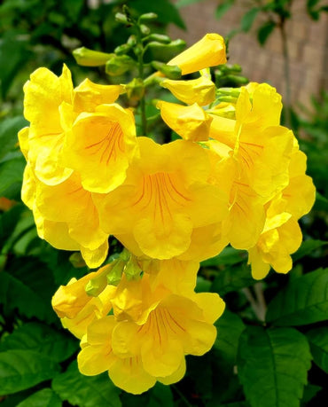 Tecoma Stans Yellow Trumpetbush Seeds