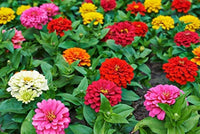 Set of 10 Attractive Zinnia Flower Seeds