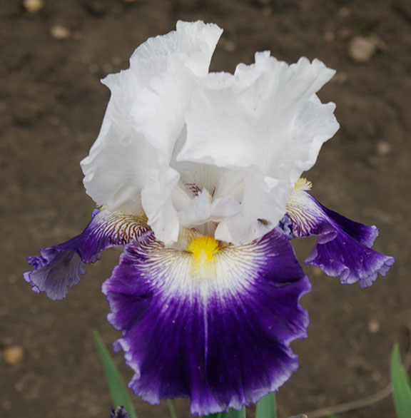 Bearded Iris- Century Bound