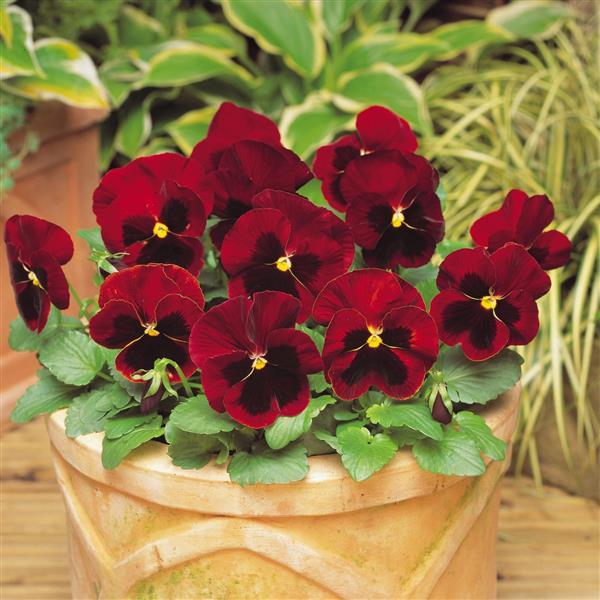 Pansy Red Blotch Flower Seeds