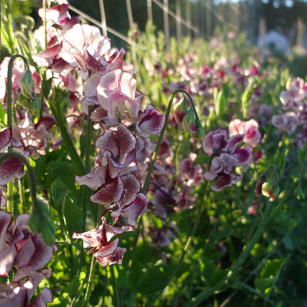 Wiltshire Ripple – Sweet Pea Seed