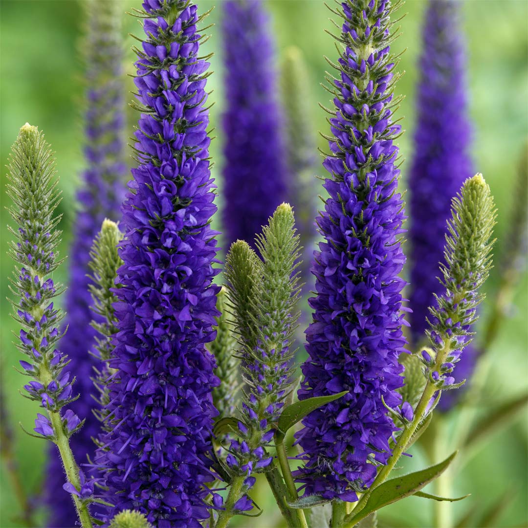 Ulster Dwarf Blue Speedwell