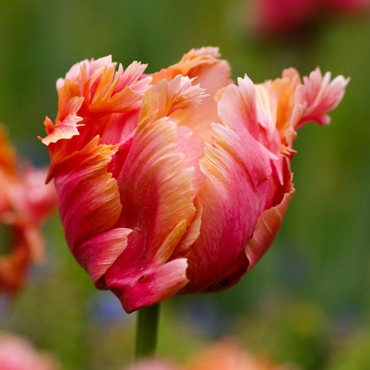 Amazing Parrot Tulip Seeds