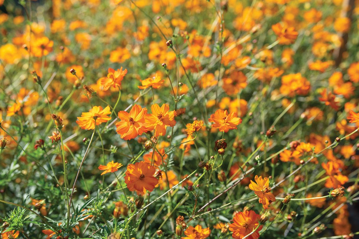 Bright Lights – Heirloom Cosmos Seed