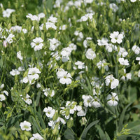 White Beauty – Saponaria Seed