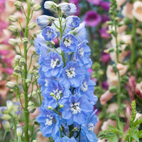 Magic Fountains Sky Blue White Bee – Delphinium Seed