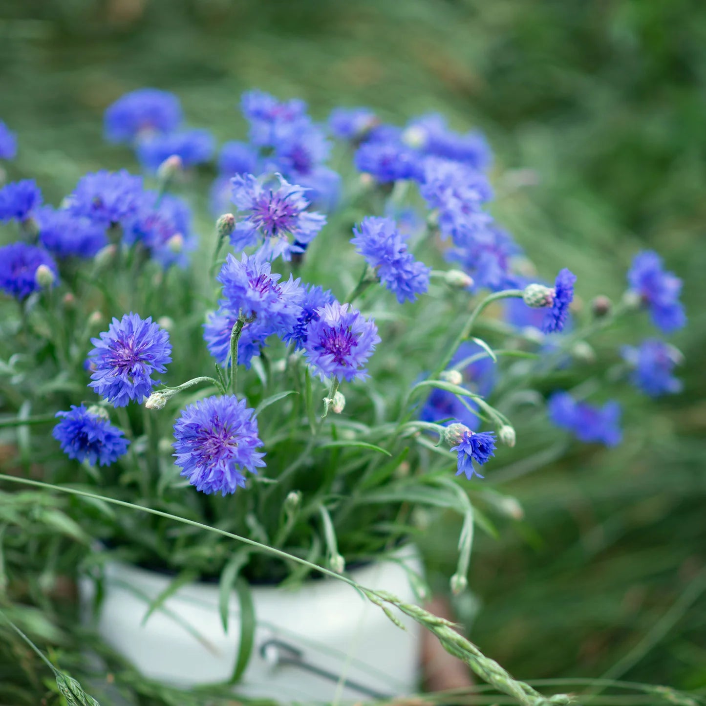 Tall Blue Boy – Organic Centaurea Seed