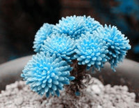 Blue Lithops Perennial Pseudotruncatella Seeds Kyanite Succulent