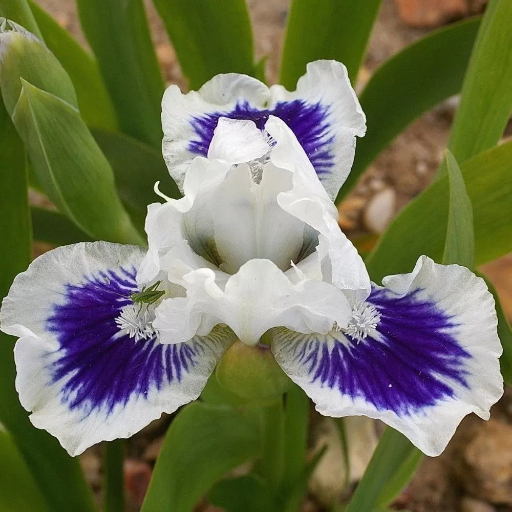 Open Your Eyes Dwarf Bearded Iris