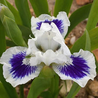 Open Your Eyes Dwarf Bearded Iris