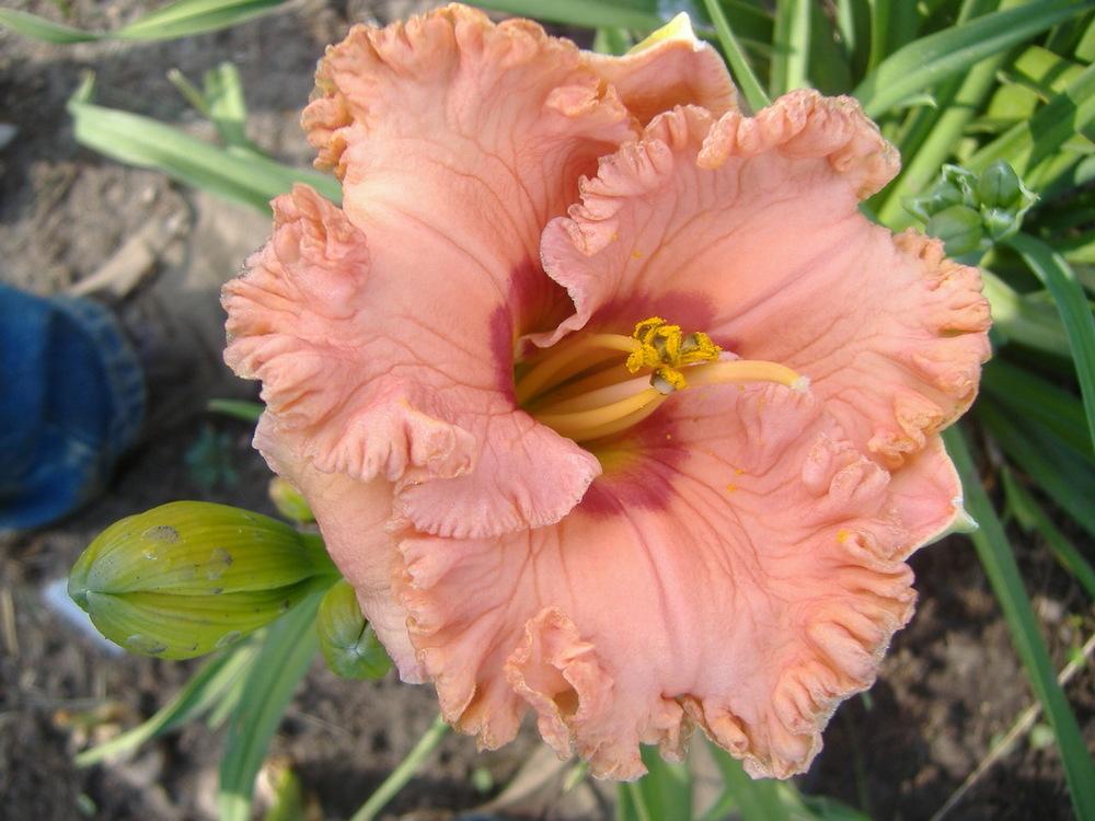 Ever So Softly Reblooming Daylily