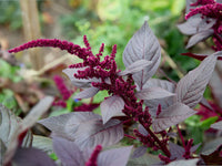 Hopi Red Dye – Organic Amaranthus Seed