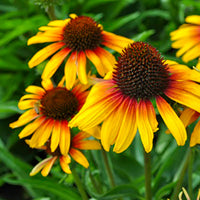 Parrot Coneflower