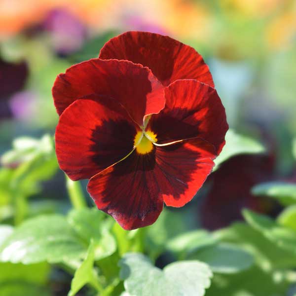 Pansy Scarlet Red Blotch Seeds