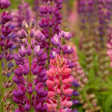 Digitalis Purpurea Common Foxglove Mixed Color Flower Seeds