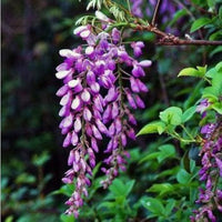 Wisteria Wisteria Vine Saplings Seeds Vegetable Garden Plants F