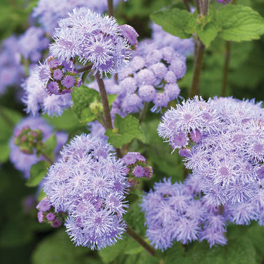 Blue Horizon – Ageratum Seed