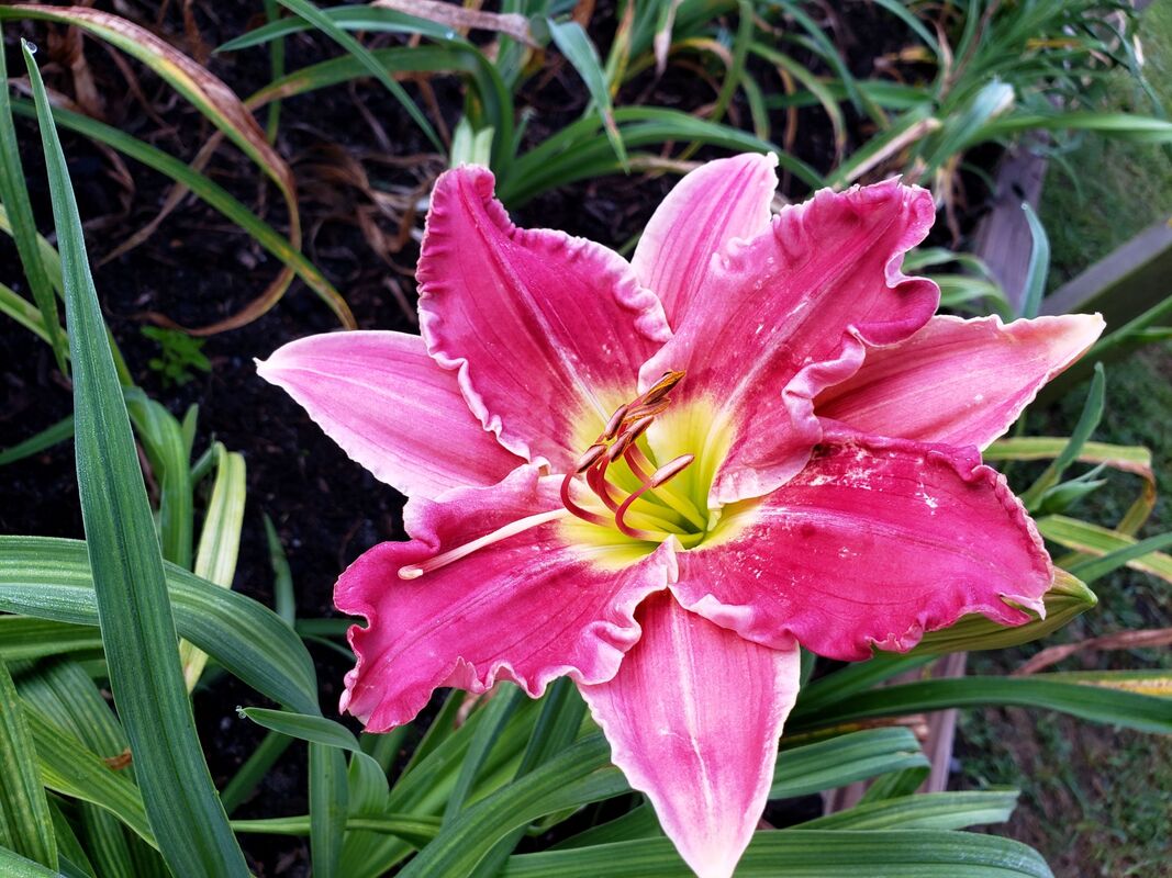 Stolen Treasure Daylily