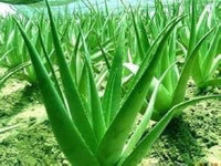 Aloe Seeds Excellent Houseplants Succulent Aloe Vera Seeds